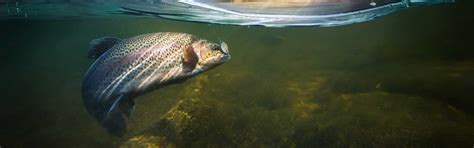 FISH :: Fishing License Basics .
